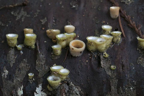 Bird's Nest fungi I think I'd always overlooked this rather small, but interesting fungi until I knew what I was looking for, but even after I started noticing it, the instances were pretty scattered and usually only a few cups at at time - well this time I found a whole downed tree totally covered on one side in a large colony. I've never seen so many in one place before. The "eggs" were mostly already dispersed and I'd guess these were probably from the fall, but the mild winter we've been having has preserved them. Geotagged,Nidula candida,United States,Winter