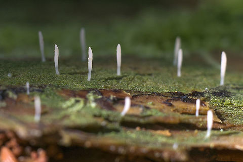 Tiny white club fungi - Multiclavula mucida Went down the rabbit hole today…. found an amazing tiny world. It may take me a little while to organize and id these though
https://www.messiah.edu/oakes/fungi_on_wood/club and coral/species pages/Multiclavula mucida.htm Geotagged,Multiclavula mucida,United States,White green-algae coral,Winter