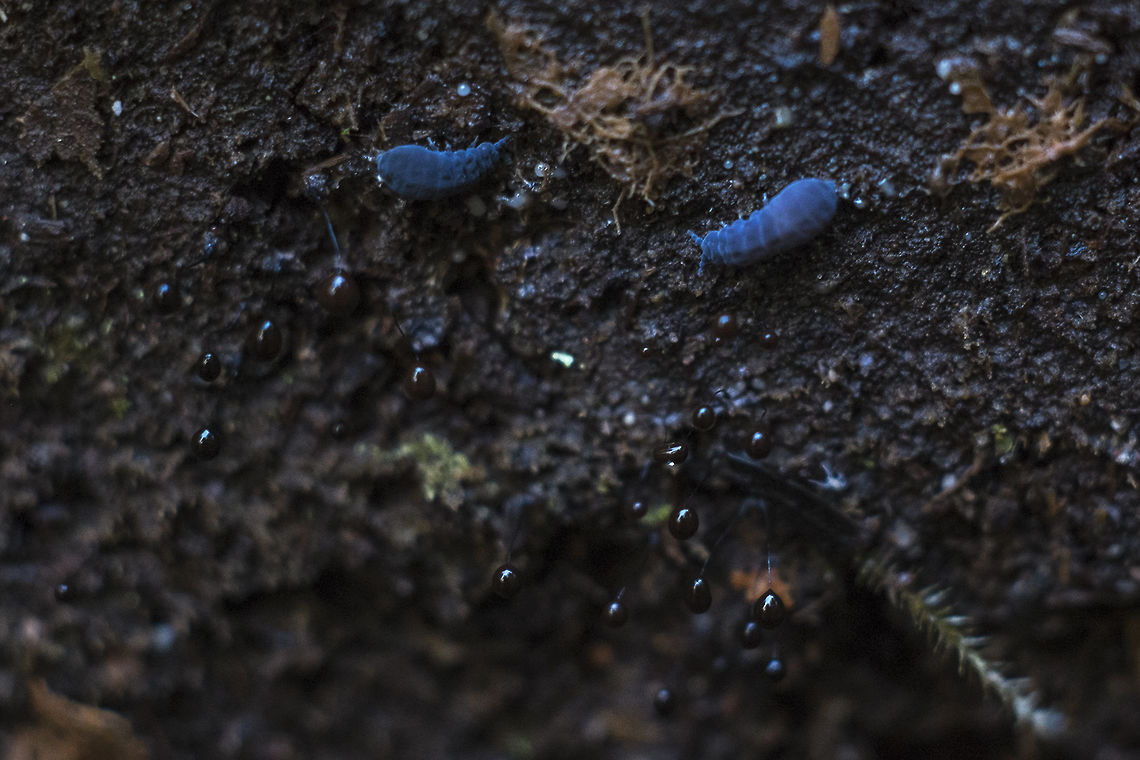 Springtails and black slime mold possibly Comatricha nigra  Geotagged,Hypogastrura nivicola,Snow flea,United States,Winter