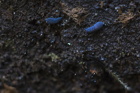 Springtails and black slime mold possibly Comatricha nigra  Geotagged,Hypogastrura nivicola,Snow flea,United States,Winter
