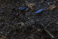 Springtails and black slime mold possibly Comatricha nigra Geotagged,Hypogastrura nivicola,Snow flea,United States,Winter