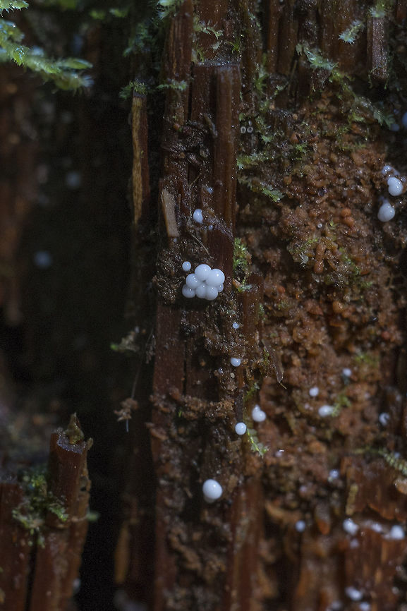 White slime mold hmmmm all of the white ones may possibly be Ceratiomyxa fruticulosa in different stages Geotagged,United States,Winter