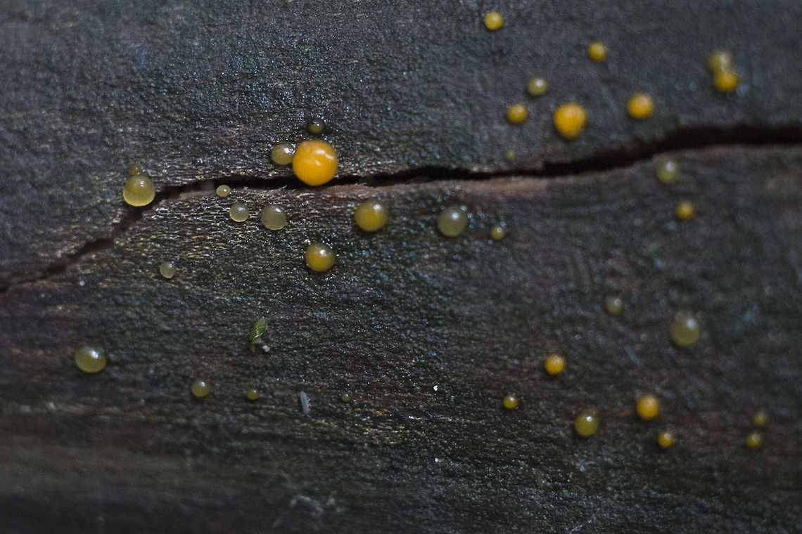 Common jellyspot  Common Jellyspot,Dacrymyces stillatus,Geotagged,United States,Winter