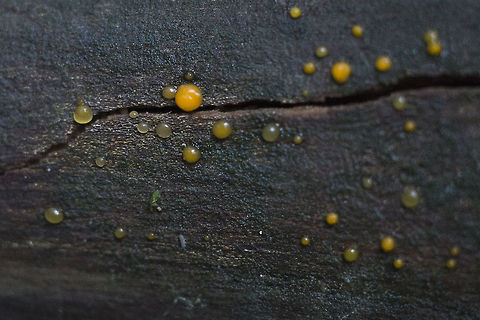 Common jellyspot  Common Jellyspot,Dacrymyces stillatus,Geotagged,United States,Winter