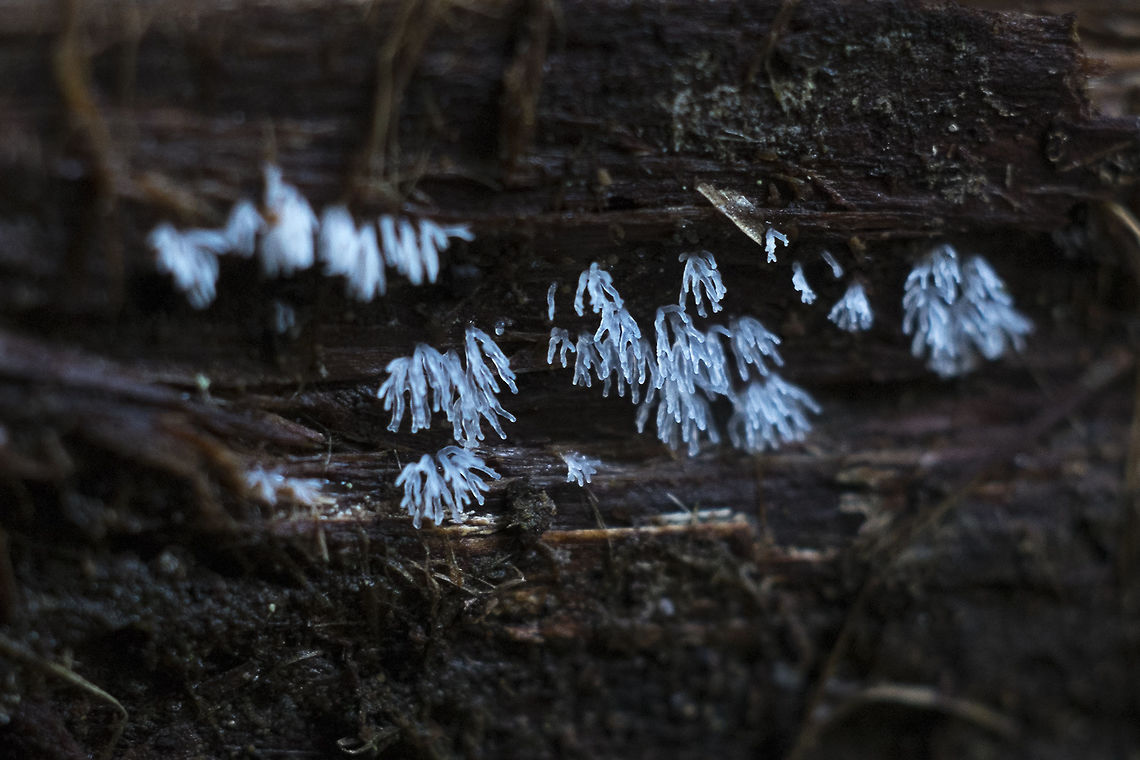 White Slime mold Ceratiomyxa fruticulosa var. flexuosa Ceratiomyxa fruticulosa,Geotagged,United States,Winter