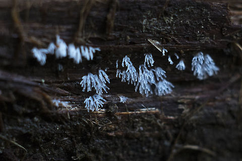White Slime mold Ceratiomyxa fruticulosa var. flexuosa Ceratiomyxa fruticulosa,Geotagged,United States,Winter