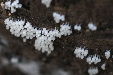 Immature slime mold I think these are probably very immature slime mold fruiting bodies - at this point it is likely not possible to tell exactly what they will become. Geotagged,United States,Winter