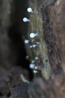 Slime mold various stages of maturity - white are newest and brown most mature Geotagged,United States,Winter