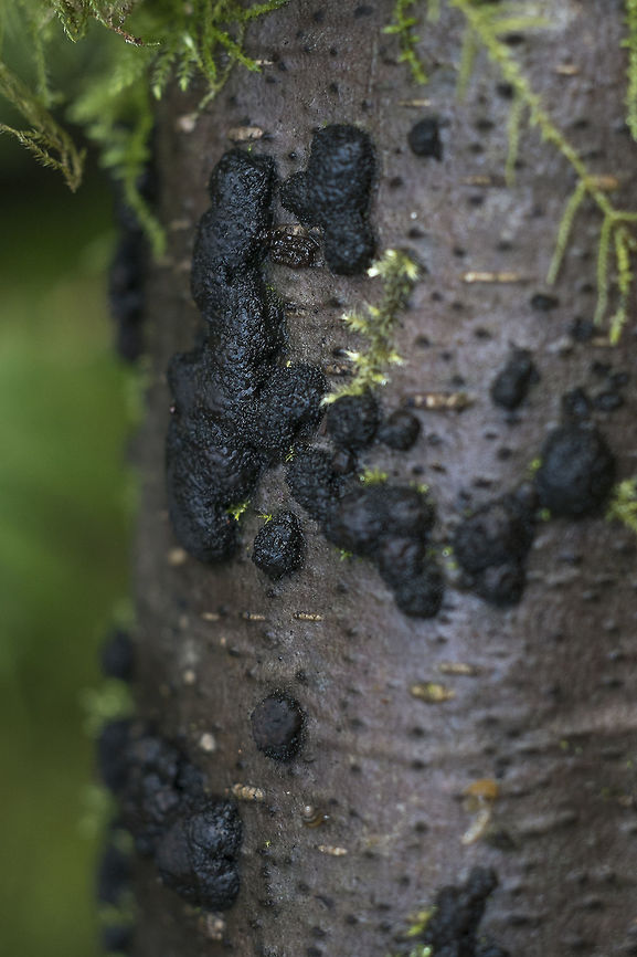 Hypoxylon multiforme  Geotagged,Hypoxylon multiforme,United States,Winter