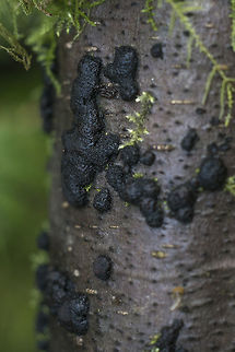 Hypoxylon multiforme  Geotagged,Hypoxylon multiforme,United States,Winter