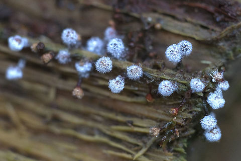 White fuzzy slime mold  Geotagged,United States,Winter
