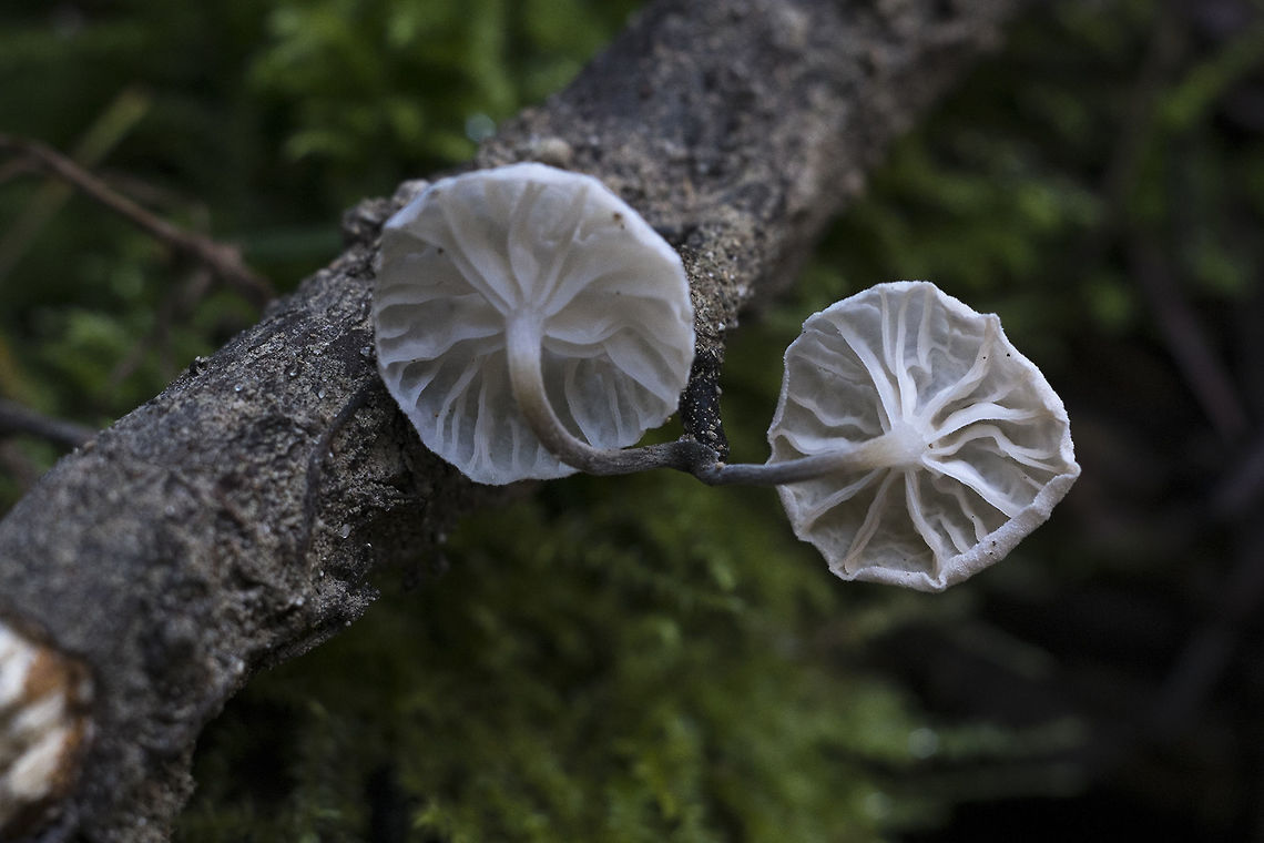 marasimellus candidus underside  Geotagged,Marasmiellus candidus,United States,Winter
