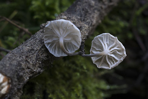 marasimellus candidus underside  Geotagged,Marasmiellus candidus,United States,Winter