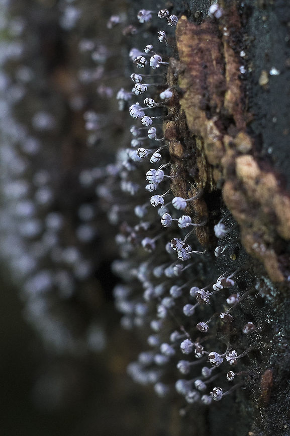 Slime mold - physarum spp possibly physarum nutans aka physarum album<br />
<br />
this one reminds me of chocolate crackle cookies... Geotagged,United States,Winter