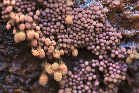 Slime mold possibly Arcyria denudata   Geotagged,United States,Winter