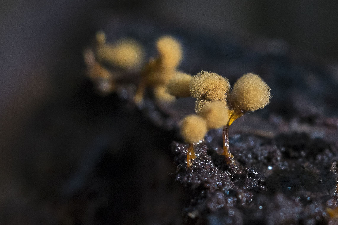 Yellow slime mold puff - Hemitrichia clavata <a href="http://www.discoverlife.org/mp/20q?search=Hemitrichia+clavata" rel="nofollow">http://www.discoverlife.org/mp/20q?search=Hemitrichia+clavata</a><br />
This is the fruiting body of a yellow-tan slime mold Geotagged,Hemitrichia clavata,United States,Winter