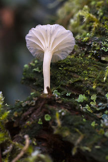 Licenomphalia umbellifera better info on this - http://www.mykoweb.com/CAF/species/Lichenomphalia_umbellifera.html
interestingly enough this is not a true fungi, it's a lichen&hellip;  Geotagged,Lichenomphalia umbellifera,United States,Winter
