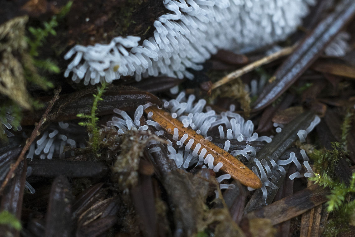 White slime mold Ceratiomyxa fruticulosa var. poroides<br />
seems these guys are rather flexible in their appearance Ceratiomyxa fruticulosa,Geotagged,United States,Winter