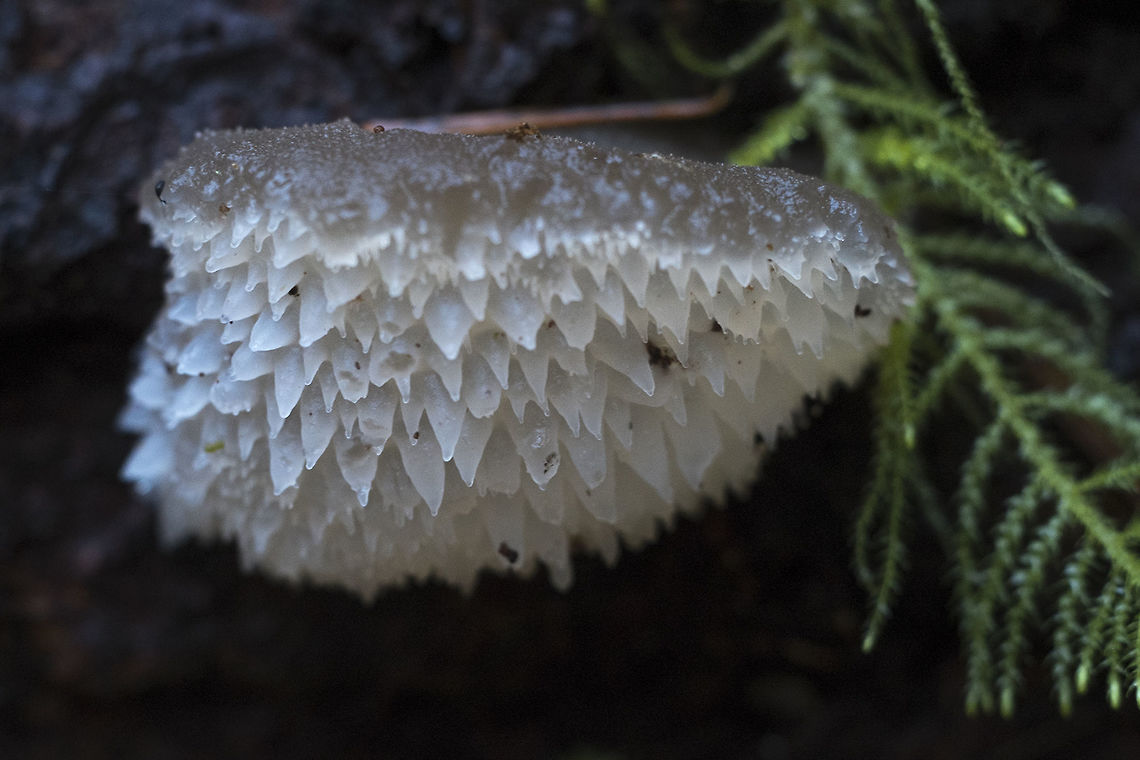 Toothed Jelly Fungus Couldn't resist this *really* toothy specimen Geotagged,United States,Winter