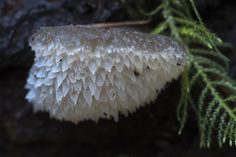 Toothed Jelly Fungus Couldn't resist this *really* toothy specimen Geotagged,United States,Winter
