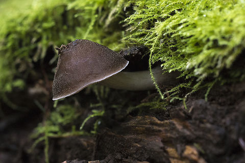 Brown mushroom - probably cortinarius spp yet another LBM… you'd think I'd learn how hard it is to even start to ID these.. Geotagged,United States,Winter