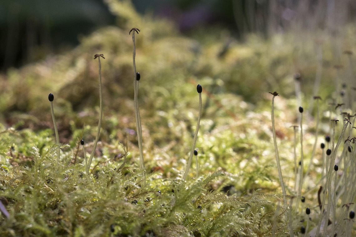 liverwort fruting bodies  Geotagged,United States,Winter