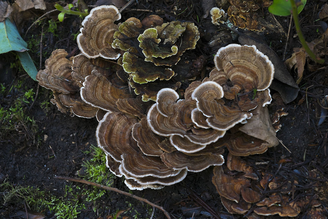 Wooly tooth mushroom  Geotagged,Phellodon tomentosus,United States,Winter