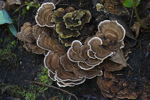 Wooly tooth mushroom  Geotagged,Phellodon tomentosus,United States,Winter