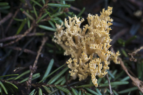 Creamy Ramaria  Geotagged,Ramaria vinosimaculans,United States,Winter