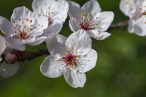 Cherry Plum blossoms - Prunus cerasifera Spring has arrived, perhaps somewhat early, but the plum blossoms are out and the cherries won't be far behind.
http://en.wikipedia.org/wiki/Cherry_plum Cherry plum,Geotagged,Prunus cerasifera,United States,Winter