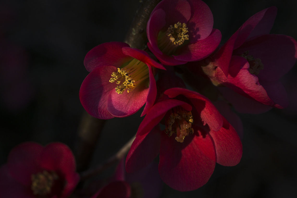 Flowering Quince  Chaenomeles japonica,Geotagged,United States,Winter
