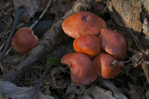 Orange mushrooms in leaf litter  Geotagged,Leratiomyces ceres,United States,Winter