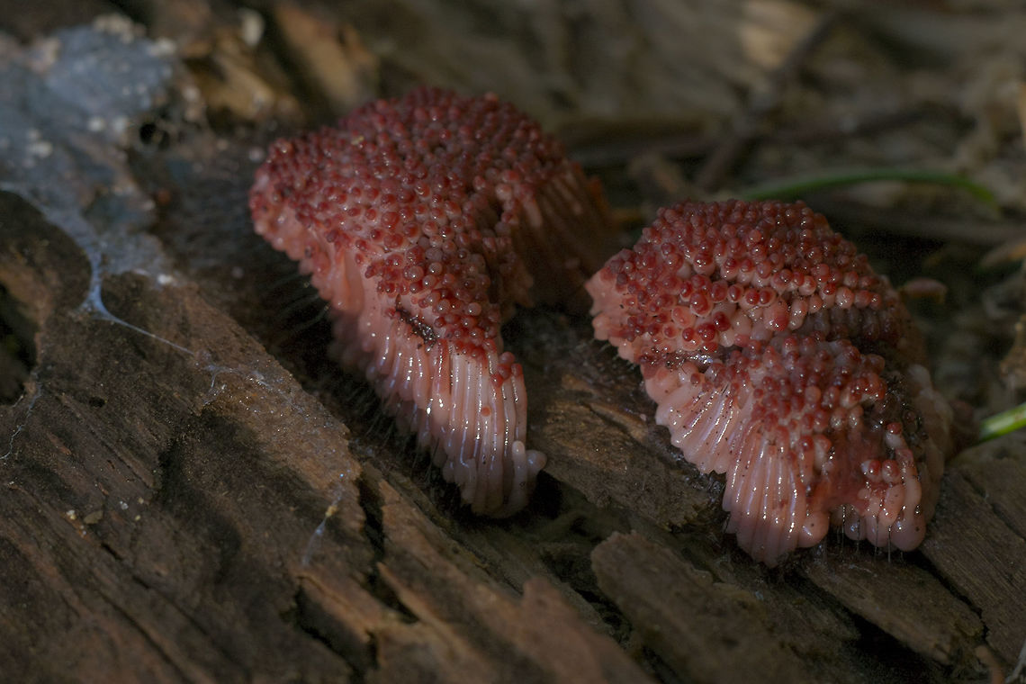 Slime mold - Stemonitis fusca This was just beginning to form it&#039;s spores - there were other colonies on the underside which had dried and had the typical brown appearance. Geotagged,Stemonitis fusca,United States,Winter,stemonitis fusca