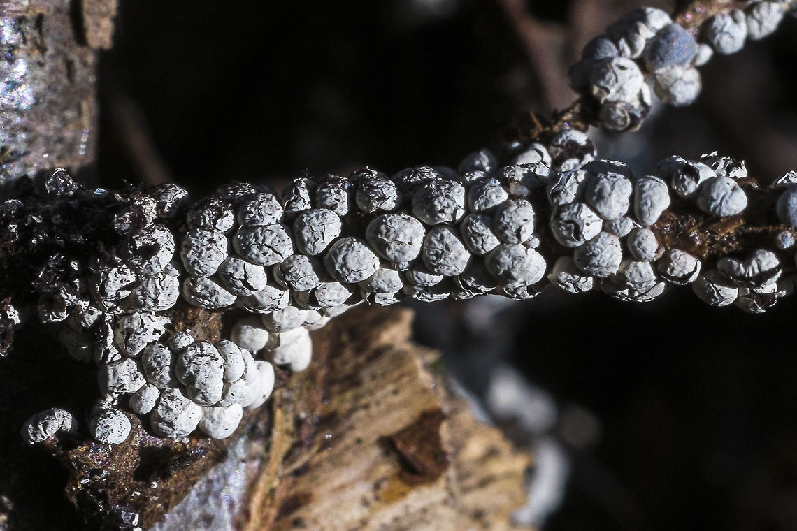 Slime mold - Physarum Diderma recognizable by it&#039;s two outer layers (another photo shows this better, but is not well focused)<br />
<a href="http://www.discoverlife.org/mp/20q?search=Physarum+diderma" rel="nofollow">http://www.discoverlife.org/mp/20q?search=Physarum+diderma</a> Geotagged,Physarum Diderma,United States,Winter