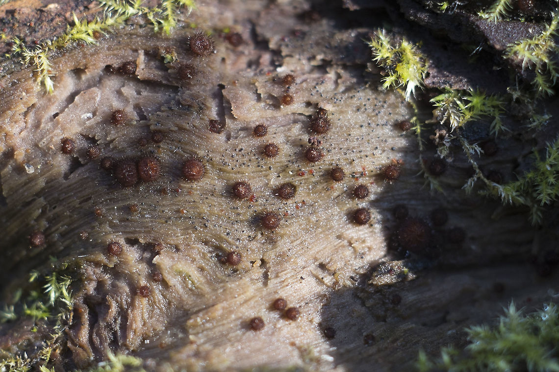 Eyelash cup fungus <a href="http://en.wikipedia.org/wiki/Scutellinia_scutellata" rel="nofollow">http://en.wikipedia.org/wiki/Scutellinia_scutellata</a><br />
<br />
I may have to go back and see this one again&hellip; these were all quite small and mostly unopened as of yet. Eyelash cup,Geotagged,Scutellinia scutellata,United States,Winter