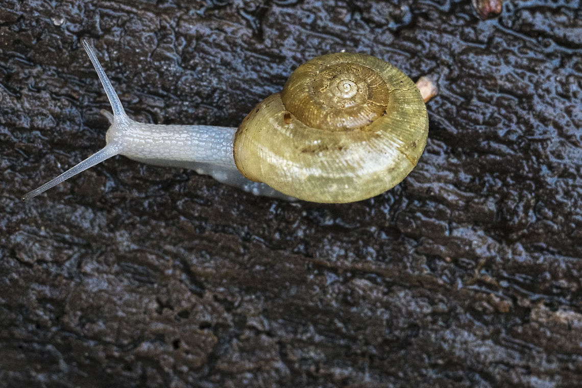 Bearded Lance tooth quite a lovely little snail- ghostly white Ancotrema sportella,Geotagged,United States,Winter