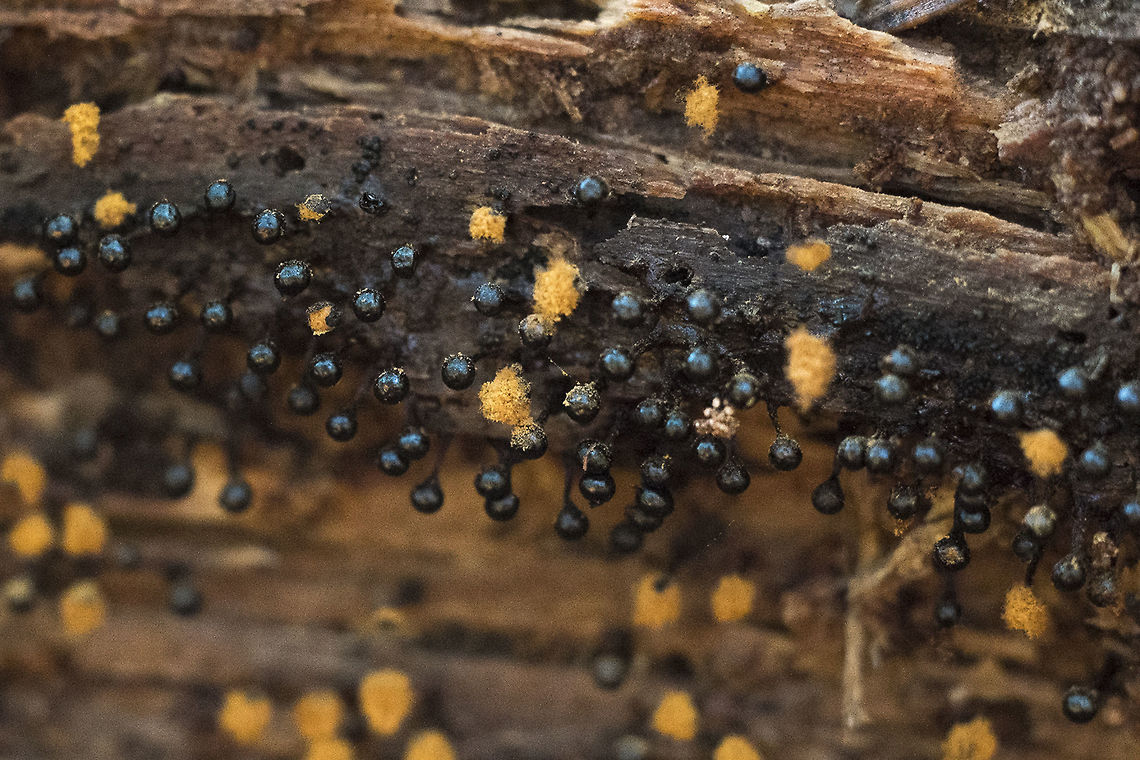 Slime mold Physarum spp slime mold possibly Pysarum sp. Geotagged,United States,Winter