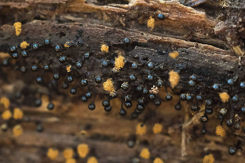 Slime mold Physarum spp slime mold possibly Pysarum sp. Geotagged,United States,Winter