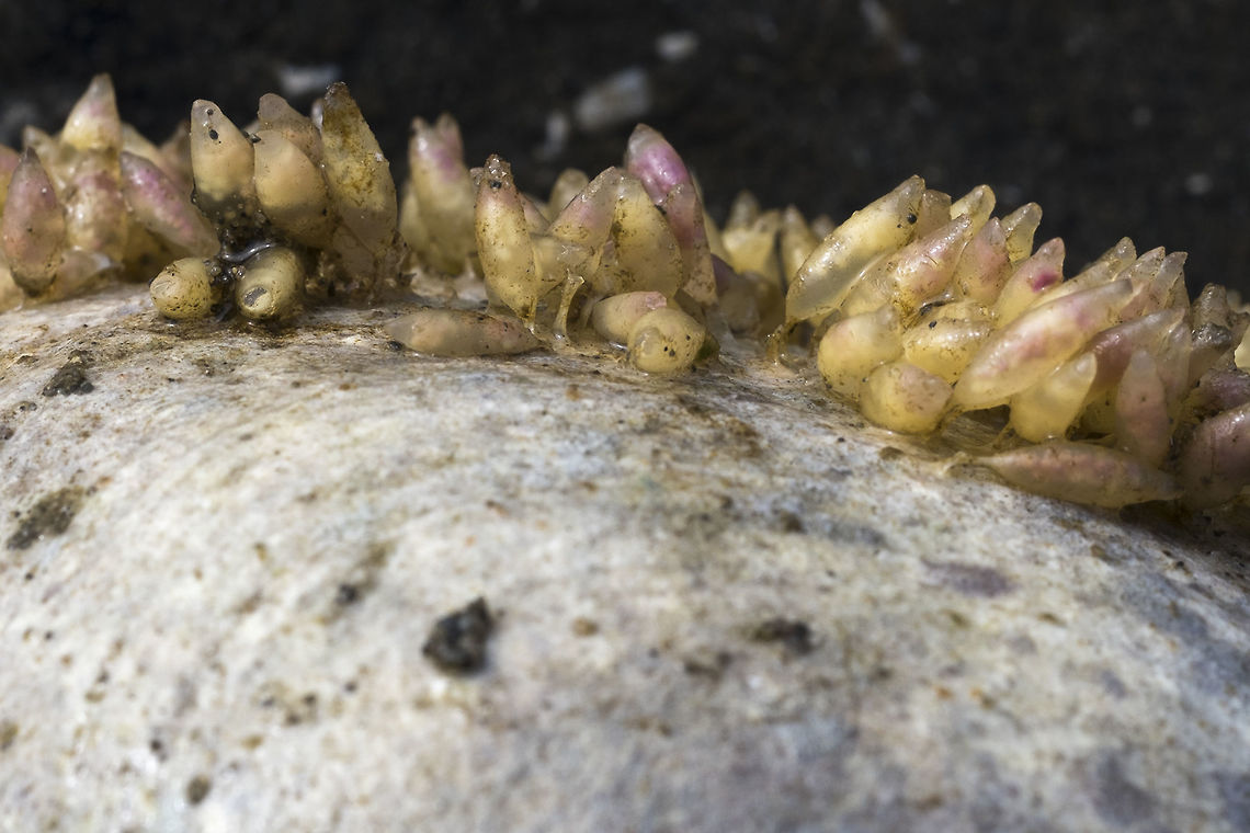 Winkle snail eggs I thought these were some sort of small seaweed, but they are in fact the eggs of sea snails called winkles. They are most likely Nucella lamellosa (frilled dog winkle), which is the most common, but there are two other species that are also possibilities. Geotagged,United States,Winter