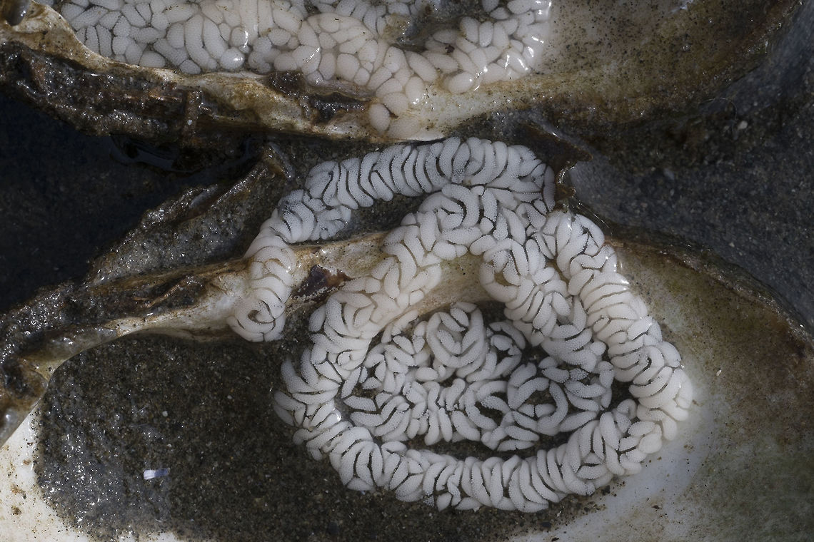 Shaggy Mouse nudibranch eggs There's lots of different nudibranches, but it seems that they lay their eggs in pretty distinctive ways. These are the eggs of a Shaggy Mouse Nudibranch, which is common in Puget Sound. Geotagged,United States,Winter