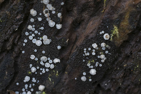 Orbilia spp maybe Orbilia crenatomarginata - I've found a photo that matches very well, but there's no way to tell whether or not this person has it right.. http://www.wisconsinmushrooms.com/OrbiliaCrenatomarginata.html Geotagged,United States,Winter