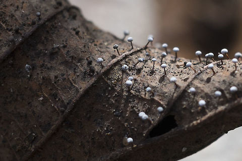 Slime mold - Didyminum eximium http://www.discoverlife.org/mp/20q?search=Didymium+eximium Didymium eximium,Geotagged,United States,Winter