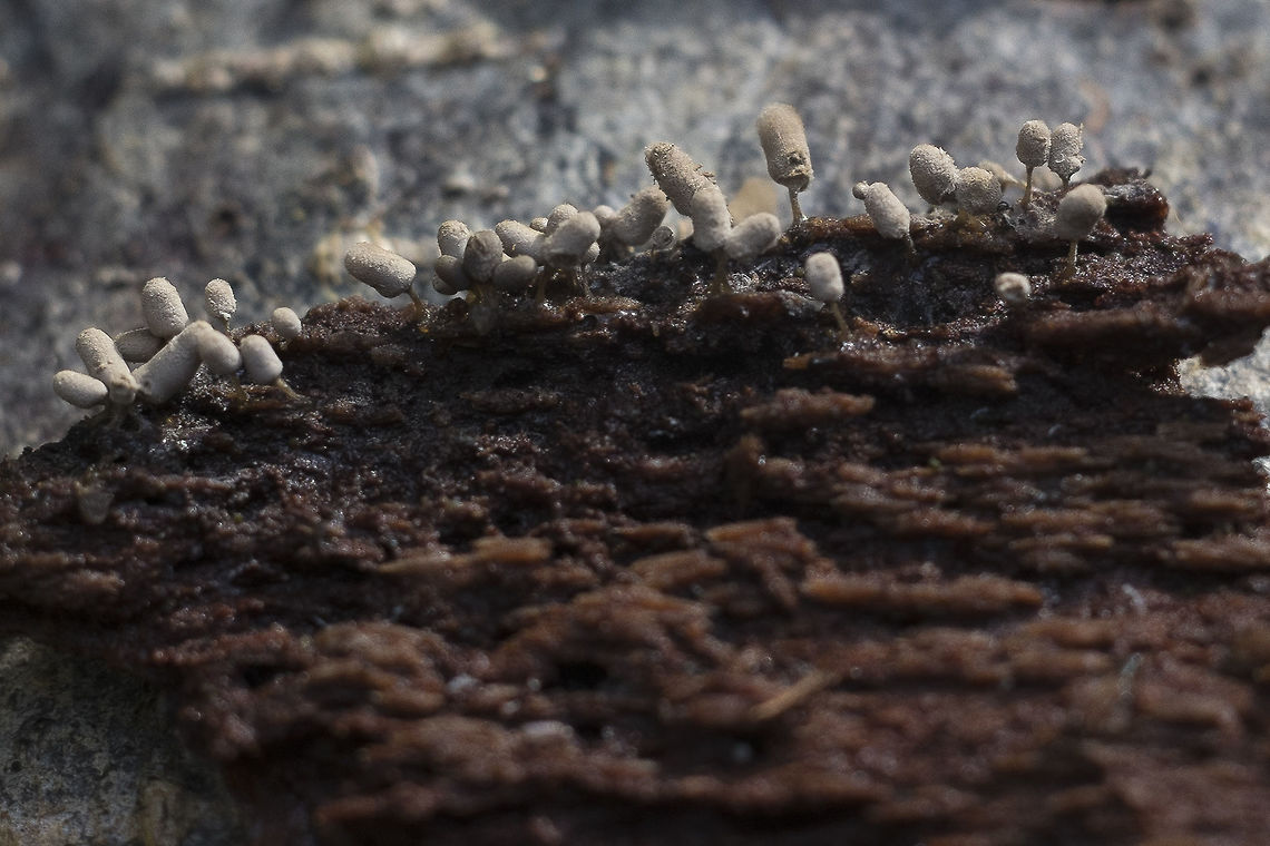 Slime mold - Arcyria cinerea <a href="http://www.discoverlife.org/20/q?search=Arcyria+cinerea" rel="nofollow">http://www.discoverlife.org/20/q?search=Arcyria+cinerea</a> Arcyria cinerea,Geotagged,United States,Winter