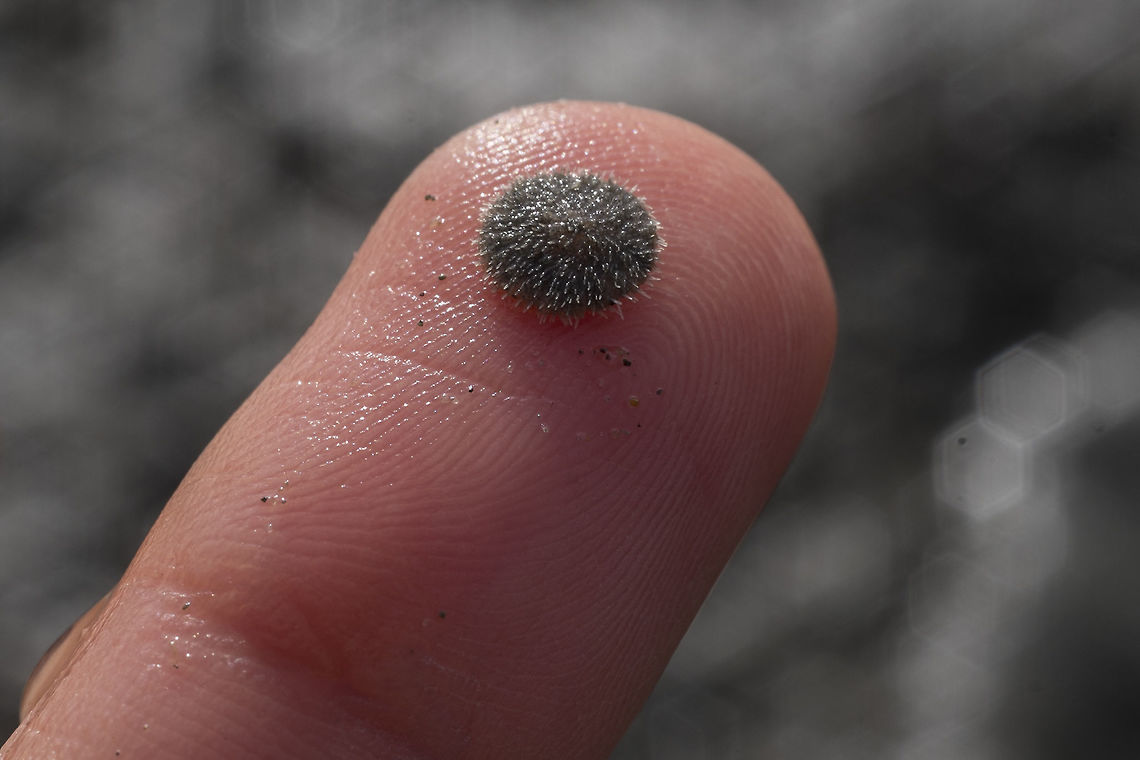 Tiny living sand dollar I found a number of these very tiny sand dollars and thought they might be a different species, but as I&#039;ve just found out there is only one in the puget sound, I guess I can be sure that this is just a wee youngster. Dendraster excentricus,Eccentric Sand Dollar orWestern Sand Dollar,Geotagged,United States,Winter