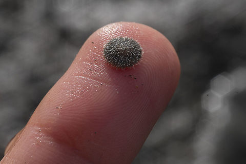 Tiny living sand dollar I found a number of these very tiny sand dollars and thought they might be a different species, but as I've just found out there is only one in the puget sound, I guess I can be sure that this is just a wee youngster. Dendraster excentricus,Eccentric Sand Dollar orWestern Sand Dollar,Geotagged,United States,Winter