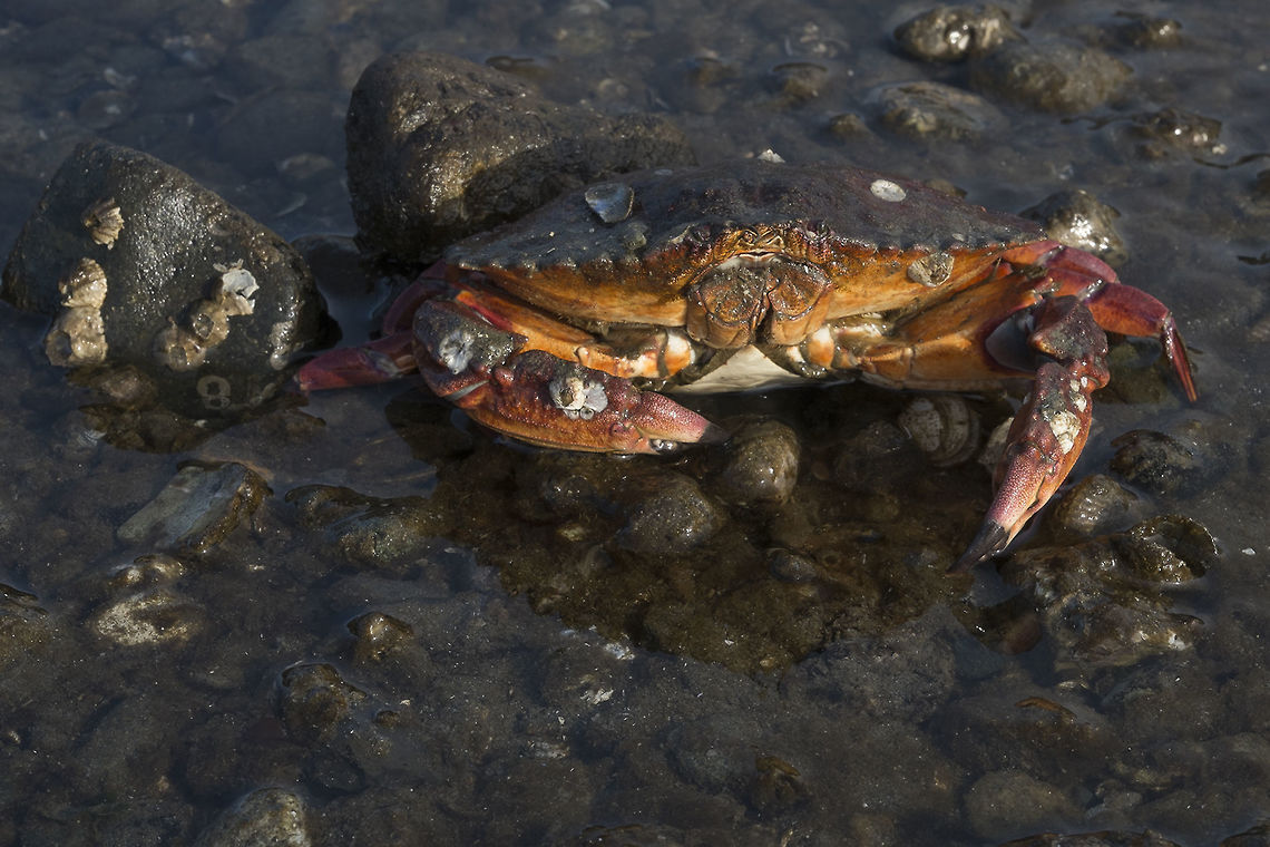 Just a little crabby... Red Rock Crab. This guy wasn&#039;t dug in like most of his friends, but he was big and I assume from the barnacles on his shell probably pretty old. I guess no seagull or crow was going to mess with him. Cancer productus,Geotagged,United States,Winter