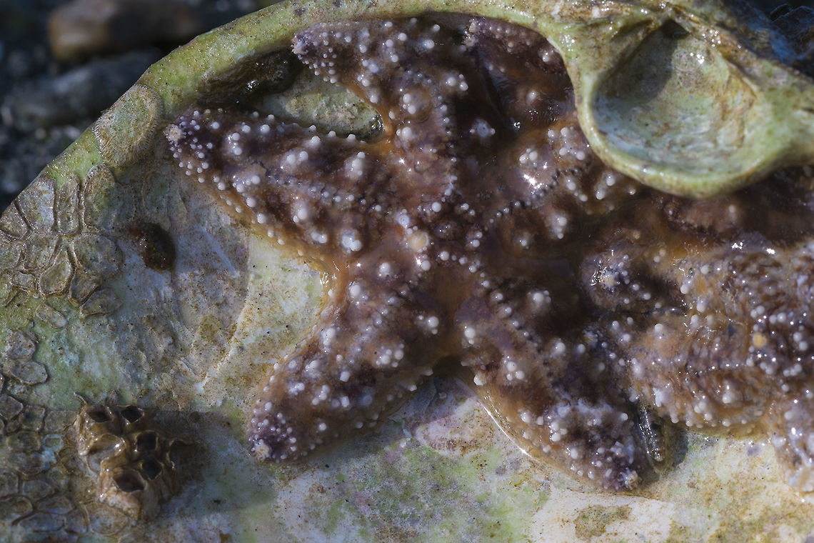 Little Purple Sea Stars These guys were hiding out in a big clam shell. There's been a really big starfish die off around the sound and on the coast recently from a virus. These little guys may represent some of the hope for rebuilding starfish populations. Geotagged,Pisaster ochraceus,Purple sea star,United States,Winter