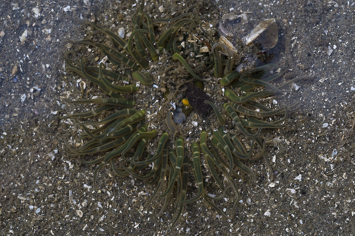 Moonglow Anemone - Green color morph <a href="http://www.wallawalla.edu/academics/departments/biology/rosario/inverts/Cnidaria/Class-Anthozoa/Subclass_Zoantharia/Order_Actiniaria/Anthopleura_artemisia.html" rel="nofollow">http://www.wallawalla.edu/academics/departments/biology/rosario/inverts/Cnidaria/Class-Anthozoa/Subclass_Zoantharia/Order_Actiniaria/Anthopleura_artemisia.html</a> Anthopleura artemisia,Buried Sea Anemone,Geotagged,United States,Winter