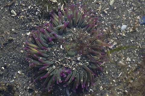 Moonglow Anemone - Pink and Green color morph  Anthopleura artemisia,Buried Sea Anemone,Geotagged,United States,Winter