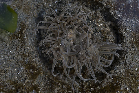 Moonglow Anemone - Grey color morph  Anthopleura artemisia,Buried Sea Anemone,Geotagged,United States,Winter